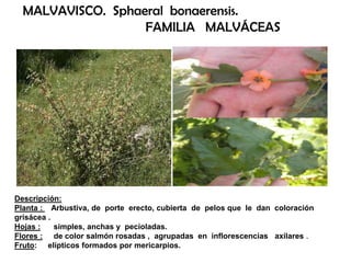 Descripción:
Planta : Arbustiva, de porte erecto, cubierta de pelos que le dan coloración
grisácea .
Hojas : simples, anchas y pecioladas.
Flores : de color salmón rosadas , agrupadas en inflorescencias axilares .
Fruto: elípticos formados por mericarpios.
MALVAVISCO. Sphaeral bonaerensis.
FAMILIA MALVÁCEAS
 