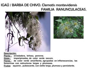 Descripción:
Planta : enredadera, leñosa, perenne.
Hojas : imparipinadas, de color verde oscuro.
Flores : de color verde amarillento, agrupadas en inflorescencias, las
femeninas con estructuras largas y plumosas.
Frutos: aquenio , pubescente, con estilo largo, plumoso y persistente.
IGAÚ / BARBA DE CHIVO. Clematis montevidensis
FAMILIA RANUNCULACEAS.
 