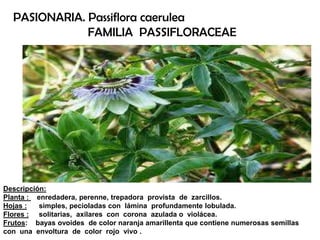 Descripción:
Planta : enredadera, perenne, trepadora provista de zarcillos.
Hojas : simples, pecioladas con lámina profundamente lobulada.
Flores : solitarias, axilares con corona azulada o violácea.
Frutos: bayas ovoides de color naranja amarillenta que contiene numerosas semillas
con una envoltura de color rojo vivo .
PASIONARIA. Passiflora caerulea
FAMILIA PASSIFLORACEAE
 