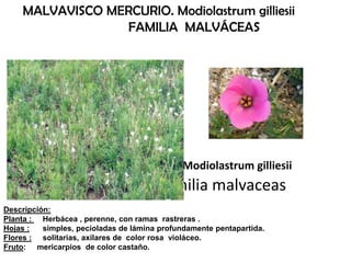 MALVAVISCO MERCURIO. Modiolastrum gilliesii
familia malvaceas
Descripción:
Planta : Herbácea , perenne, con ramas rastreras .
Hojas : simples, pecioladas de lámina profundamente pentapartida.
Flores : solitarias, axilares de color rosa violáceo.
Fruto: mericarpios de color castaño.
MALVAVISCO MERCURIO. Modiolastrum gilliesii
FAMILIA MALVÁCEAS
 