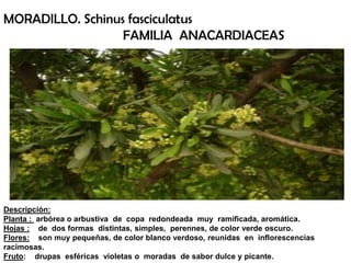 MORADILLO. Schinus fasciculatus
familia anacardiaceas.
Descripción:
Planta : arbórea o arbustiva de copa redondeada muy ramificada, aromática.
Hojas : de dos formas distintas, simples, perennes, de color verde oscuro.
Flores: son muy pequeñas, de color blanco verdoso, reunidas en inflorescencias
racimosas.
Fruto: drupas esféricas violetas o moradas de sabor dulce y picante.
MORADILLO. Schinus fasciculatus
FAMILIA ANACARDIACEAS
 