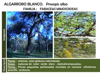 Planta : arbórea, copa globosa redondeada.
Hojas: caducas de color verde claro , bipinaticompuestas.
Flores : Flores pequeñas perfumadas reunidas en racimos cilíndricos
amarillo verdosos.
Frutos: vainas o chauchas chatas amarillentas carnosas.
ALGARROBO BLANCO. Prosopis alba
FAMILIA : FABACEAS MIMOSOIDEAS.
DescripciónImágenes
 