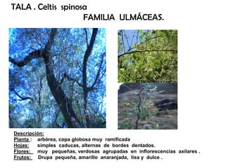 Descripción:
Planta : arbórea, copa globosa muy ramificada
Hojas: simples caducas, alternas de bordes dentados.
Flores: muy pequeñas, verdosas agrupadas en inflorescencias axilares .
Frutos: Drupa pequeña, amarillo anaranjada, lisa y dulce .
TALA . Celtis spinosa
FAMILIA ULMÁCEAS.
 