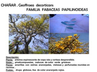 Descripción:
Planta arbórea espinescente de copa rala y corteza desprendible.
Hojas : pinaticompuestas, caducas de color verde grisáceo.
Flores: amarillas con estrias anaranjadas, vistosas y perfumadas reunidas en
racimos .
Frutos: drupa globosa, lisa de color anaranjado rojiza.
CHAÑAR . Geoffroea decorticans
FAMILIA FABACEAS PAPILINOIDEAS.
 
