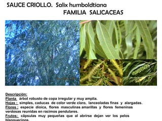 Descripción:
Planta árbol robusto de copa irregular y muy amplia.
Hojas : simples, caducas de color verde claro, lanceoladas finas y alargadas.
Flores : especie dioica, flores masculinas amarillas y flores femeninas
verdosas reunidas en racimos pendulares.
Frutos: câpsulas muy pequeñas que al abrirse dejan ver los pelos
SAUCE CRIOLLO. Salix humboldtiana
FAMILIA SALICACEAS
 