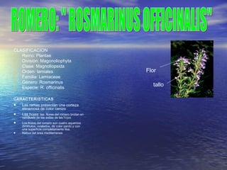 CLASIFICACION
• Reino: Plantae
• División: Magonoliophyta
• Clase: Magnoliopsida
• Orden: lamiales
• Familia: Lamiaceae
• Género: Rosmarinus
• Especie: R. officinalis
CARACTERISTICAS
● Las ramas presentan una corteza
escamosa de color cenizo
● Las hojas: las flores del romero brotan en
ramilletes de las axilas de las hojashojas
● Los frutos del romero son cuatro aquenios
diminutos, ovalados, de color pardo y con
una superficie completamente lisa.
● Nativa del área mediterranea
Flor
tallo
 