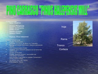 CLASIFICACION
• Reino: PLANTAE
• División: Pinophyta
• Clase: Coniferopsida
• Orden: Pinales
• Familia: pinaceae
• Género: PINUS
• Especie: Pinus halepensis
CARACTERISTICASCARACTERISTICAS
●● OrigenOrigen: Mediterraneo: Mediterraneo
●● Tamaño:Tamaño: 15 a 20 m. de altura, 5 a 7 diámetro.15 a 20 m. de altura, 5 a 7 diámetro.
●● RamasRamas verticiladas al principio y después aparecendeverticiladas al principio y después aparecende
maneramanera
más anarquica sobre el fustemás anarquica sobre el fuste
●● Corteza:Corteza: tiene coloración grisacea que se torna mástiene coloración grisacea que se torna más
oscura y conoscura y con
tesadas con la edadtesadas con la edad
●● FloresFlores: çespecie monoica , que pueden ser :: çespecie monoica , que pueden ser :
másculinas=> de formamásculinas=> de forma
oval amarillas y agrupadas en espigas. Femeninas=>oval amarillas y agrupadas en espigas. Femeninas=>
conos o piñas ovoidesconos o piñas ovoides
de pendulo corto color marrónde pendulo corto color marrón
●● Crecimiento:Crecimiento: RápidoRápido
hoja
Rama
Tronco
Corteza
 