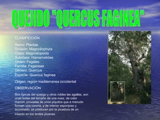 CLASIFICCIÓN
Reino: Plantae
División: Magnoliophyta
Clase: Magnoliopsida
Subclase: Hamamelidae
Orden: Fagales
Familia: Fagaceae
Género: Quercus
Especie: Quercus faginea
Origen: región mediterranea occidental
OBSERVACIÓN
Son típicas del quejigo y otros robles las agallas, son
unas bolas del tamaño de una nuez, de color
marrón, provistas de unos piquitos que a menudo
forman una corona, y de interior esponjoso y
acorchado; se producen por la picadura de un
insecto en los brotes jóvenes
 