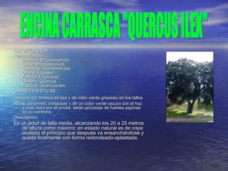 CLASIFICACIÓNCLASIFICACIÓN
Reino: PlantaeReino: Plantae
División: MagnoliophytaDivisión: Magnoliophyta
Clase: MagnoliopsidaClase: Magnoliopsida
Subclase: HamamelidaeSubclase: Hamamelidae
Orden: FagalesOrden: Fagales
Familia: FagaceaeFamilia: Fagaceae
Género: QuercusGénero: Quercus
Especie: Quercus ilexEspecie: Quercus ilex
CARACTERISTICASCARACTERISTICAS
Corteza: LaCorteza: La corteza es lisa y de color verde grisáceo en los talloscorteza es lisa y de color verde grisáceo en los tallos
Hojas: perennes, coriáceas y de un color verde oscuro por el hazHojas: perennes, coriáceas y de un color verde oscuro por el haz
y más claro por el envés, están provistas de fuertes espinasy más claro por el envés, están provistas de fuertes espinas
en su contornoen su contorno
Descripción:Descripción:
Es un árbol de talla media, alcanzando los 20 a 25 metrosEs un árbol de talla media, alcanzando los 20 a 25 metros
de altura como máximo; en estado natural es de copade altura como máximo; en estado natural es de copa
ovalada al principio que después va ensanchándose yovalada al principio que después va ensanchándose y
queda finalmente con forma redondeado-aplastada.queda finalmente con forma redondeado-aplastada.
 