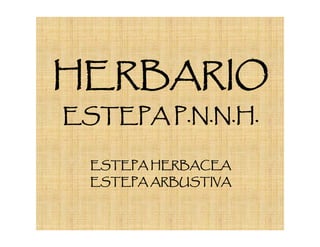HERBARIO
ESTEPA P.N.N.H.

  ESTEPA HERBACEA
  ESTEPA ARBUSTIVA
 