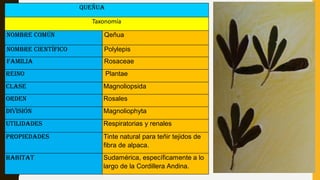 QUeñua
Taxonomía
Nombre Común Qeñua
Nombre Científico Polylepis
Familia Rosaceae
Reino Plantae
Clase Magnoliopsida
Orden R...