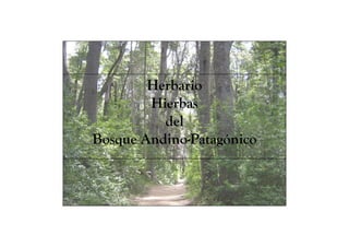 Herbario
        Hierbas
          del
Bosque Andino-Patagónico
 