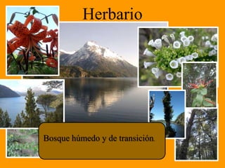 Herbario




Bosque húmedo y de transición.
 
