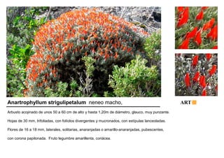 Anartrophyllum strigulipetalum neneo macho, ART 
Arbusto acojinado de unos 50 a 60 cm de alto y hasta 1,20m de diámetro, glauco, muy punzante. 
Hojas de 30 mm, trifoliadas, con folíolos divergentes y mucronados, con estípulas lanceoladas. 
Flores de 16 a 18 mm, laterales, solitarias, anaranjadas o amarillo-anaranjadas, pubescentes, 
con corona papilonada. Fruto legumbre amarillenta, coriácea. 
 