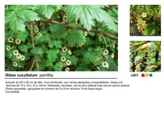 Ribes cucullatum parrillita ART 
Arbusto de 20 a 30 cm de alto, muy ramificado, con ramas alargadas y braquiblastos. Hojas con 
láminas de 10 a 18 x 10 a 18mm, trilobadas, serradas, con la cara adaxial mas oscura que la abaxial. 
Flores pequeñas, agrupadas en número de 5 a 8 en racimos. Fruto baya negra . 
Comestible. 
 