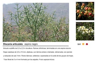 Discaria articulata espino negro Art 
Arbusto subáfilo de 0,5 a 2,5 m de altura. Ramas cilíndricas, terminadas en una espina oscura. 
Hojas caedizas de 3,5 a 10 mm, elípticas, con lámina entera o dentada, retinervada, con pecíolo 
y estípulas de casi 1mm. Flores blancas, solitarias o apareadas en la axila de los grupos de hojas. 
Tubo floral de 3 a 4 mm formado por los sépalos. Fruto capsula tricoca. 
 