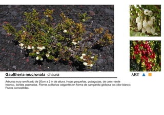 Gaultheria mucronata chaura ART 
Arbusto muy ramificado de 20cm a 2 m de altura. Hojas pequeñas, putiagudas, de color verde 
intenso, bordes aserrados. Florres solitarias colgantes en forma de campanita globosa de color blanco. 
Frutos comestibles. 
 