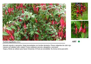 Fuchsia magellanica chilco ART 
Arbusto erguido o apoyante. Hojas lanceoladas con bordes dentados. Flores colgantes de color rojo 
intenso con pétalos color violeta. Frutos violáceos oscuros, alargados y carnosos. 
Hojas y flores se utilizan para hacer infusiones. El fruto es comestible. Su tronco sirve para teñir. 
 
