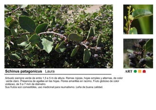 Schinus patagonicus Laura ART 
Arbusto siempre verde de entre 1,5 a 5 m de altura. Ramas rojizas, hojas simples y alternas, de color 
verde claro. Presencia de agallas en las hojas. Flores amarillas en racimo. Fruto globoso de color 
violáceo, de 5 a 7 mm de diámetro. 
Sus frutos son comestibles, uso medicinal para reumatismo. Leña de buena calidad. 
 