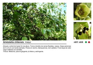 Aristotelia chilensis maqui ART ARB 
Arbusto o árbol de hasta 5m de altura. Tronco dividido de ramas flexibles, rojizas. Hojas perennes 
de 4 a 9 cm con borde dentado. Flores en racimo, blanquecinas, de 5 pétalos. Fruto baya de color 
negro brillante con semillas. 
Tintura. Medicina, para la garganta, la fiebre y astringente. 
 