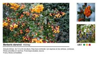 Berberis darwinii michay ART 
Arbusto leñoso de 1,5 a 4m de altura. Hoja dura romboide con espinas en los vértices, coriáceas. 
Flores amarillas en racimos. Fruto baya azulada, oscura. 
Fruto y flores comestibles. 
 