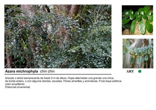 Azara michrophyla chin chin ART 
Arbusto o árbol siempreverde de hasta 5 m de altura, Hojas alternadas una grande una chica, 
de borde entero, o con algunos dientes, aovadas. Flores amarillas y aromaticas. Fruto baya esférica 
color amarillento. 
Potencial ornamental. 
 
