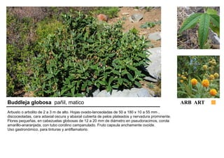 Buddleja globosa pañil, matico ARB ART 
Arbusto o arbolito de 2 a 3 m de alto. Hojas ovado-lanceoladas de 50 a 180 x 10 a 55 mm , 
discoceoladas, cara adaxial oscura y abaxial cubierta de pelos plateados y nervadura prominente. 
Flores pequeñas, en cabezuelas globosas de 12 a 20 mm de diámetro en pseudoracimos, corola 
amarillo-anaranjada, con tubo corolino campanulado. Fruto capsula anchamente ovoide. 
Uso gastronómico, para tinturas y antiflamatorio. 
 