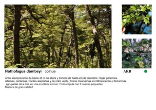 Nothofagus dombeyi coihue ARB 
Árbol siempreverde de hasta 45 m de altura y troncos de hasta 2m de diámetro. Hojas perennes, 
alternas, coriáceas, bordes aserrados y de color verde. Flores masculinas en inflorescencia y femeninas 
agrupadas de a tres en una envoltura común. Fruto cúpula con 3 nueces pequeñas. 
Madera de gran calidad. 
 