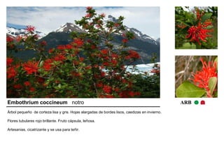 Embothrium coccineum notro ARB 
Árbol pequeño de corteza lisa y gris. Hojas alargadas de bordes lisos, caedizas en invierno. 
Flores tubulares rojo brillante. Fruto cápsula, leñosa. 
Artesanias, cicatrizante y se usa para teñir. 
 