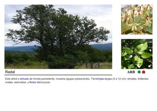 Radal ARB 
Este árbol o arbusto de fronda persistente, muestra agujas pubescentes. Tienehojas largas (4 a 12 cm), simples, brillantes, 
ovales, aserradas; y flores blancuzcas. 
 