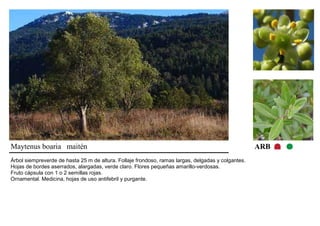 Maytenus boaria maitén ARB 
Árbol siempreverde de hasta 25 m de altura. Follaje frondoso, ramas largas, delgadas y colgantes. 
Hojas de bordes aserrados, alargadas, verde claro. Flores pequeñas amarillo-verdosas. 
Fruto cápsula con 1 o 2 semillas rojas. 
Ornamental. Medicina, hojas de uso antifebril y purgante. 
 