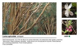 Luma apiculata arrayan ARB 
Arbol siempreverde, 12 a 15m de altura con ramas retorcidas, de corteza liza color canela y manchas 
blancuzcas. Hojas coriáceas ,opuestas, verde oscuro con una apícula en la punta. Flores blancas 
con numerosos estambres. Fruto morado globoso. 
Fruto comestible. 
 