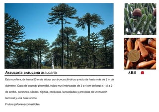 Araucaria araucana araucaria ARB 
Esta conífera, de hasta 50 m de altura, con tronco cilíndrico y recto de hasta más de 2 m de 
diámetro. Copa de aspecto piramidal, hojas muy imbricadas de 3 a 4 cm de largo x 1,5 a 2 
de ancho, perennes, sésiles, rígidas, coriáceas, lanceoladas y provistas de un mucrón 
terminal y una base ancha. 
Frutos (piñones) comestibles 
 