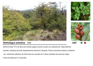 Nothofagus antartica ñire ARB 
Árbol de hasta 15 m de altura de corteza rugosa y ramas nuevas con pubescencia. Hojas alternas 
aovadas, caedizas de borde desigualmente aserrado o lobulado. Flores masculinas axilares y solitarias 
con estambres salientes; las femeninas son cúpulas de 4 valvas rodeadas de escamas rojizas. 
Frutos formados por 3 nuececitas. 
 