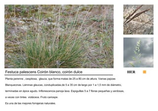 Festuca palescens Coirón blanco, coirón dulce HER 
Planta perenne , cespitosa, glauca, que forma matas de 25 a 80 cm de altura. Vainas pajizas 
Blanquecinas. Láminas glaucas, conduplicadas,de 5 a 35 cm de largo por 1 a 1,5 mm de diámetro, 
terminadas en ápice agudo. Inflorescencia panoja laxa. Espiguillas 5 a 7 floras pequeñas y verdosas, 
a veces con tintes violáceos. Fruto cariospe. 
Es una de las mejores forrajeras naturales. 
 