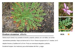 Erodium cicutarium alfilerillo HER 
Hierba anual o bienal, muy variable en tamaño y aspecto, peluda, con o sin tallos, con ramas 
ascendentes postradas. Hojas con lámina de 5 a 15 cm. Flores en grupos de 4 a 7, rosadas, con 5 
sépalos hirsutos y 5 pétalos de 5 a 9 mm. Fruto con mericarpos alargados y peludos. 
Excelente forrajera. Uso medicinal, para enfermedades del riñon y vejiga. 
 