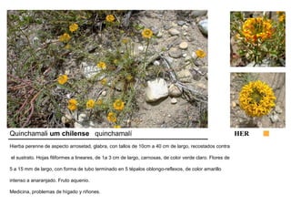 Quinchamali um chilense quinchamalí HER 
Hierba perenne de aspecto arrosetad, glabra, con tallos de 10cm a 40 cm de largo, recostados contra 
el sustrato. Hojas filiformes a lineares, de 1a 3 cm de largo, carnosas, de color verde claro. Flores de 
5 a 15 mm de largo, con forma de tubo terminado en 5 tépalos oblongo-reflexos, de color amarillo 
intenso a anaranjado. Fruto aquenio. 
Medicina, problemas de hígado y riñones. 
 