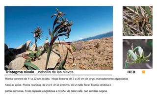 Tristagma nivale cebollin de las nieves HER 
Hierba perenne de 11 a 22 cm de alto. Hojas lineares de 3 a 30 cm de largo, marcadamente espiraladas 
hacia el ápice. Flores reunidas de 2 a 5 en el extremo de un tallo floral. Corola verdosa o 
pardo-púrpurea. Fruto cápsula subglobosa a ovoide, de color café, con semillas negras. 
 