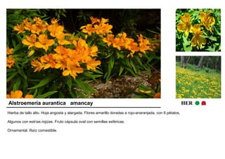 Alstroemeria aurantica amancay HER 
Hierba de tallo alto. Hoja angosta y alargada. Flores amarillo doradas a rojo-anaranjada, con 6 pétalos, 
Algunos con estrías rojizas. Fruto cápsula oval con semillas esféricas. 
Ornamental. Raíz comestible. 
 