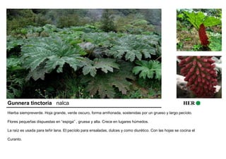Gunnera tinctoria nalca HER 
Hierba siempreverde. Hoja grande, verde oscuro, forma arriñonada, sostenidas por un grueso y largo pecíolo. 
Flores pequeñas dispuestas en “espiga” , gruesa y alta. Crece en lugares húmedos. 
La raíz es usada para teñir lana. El pecíolo para ensaladas, dulces y como diurético. Con las hojas se cocina el 
Curanto. 
 
