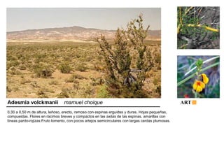Adesmia volckmanii mamuel choique ART 
0,30 a 0,50 m de altura, leñoso, erecto, ramoso con espinas erguidas y duras. Hojas pequeñas, 
compuestas. Flores en racimos breves y compactos en las axilas de las espinas, amarillas con 
líneas pardo-rojizas.Fruto lomento, con pocos artejos semicirculares con largas cerdas plumosas. 
 