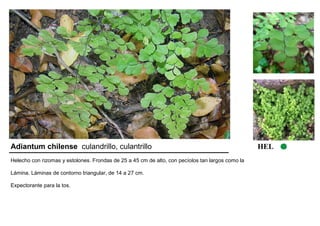 Adiantum chilense culandrillo, culantrillo HEL 
Helecho con rizomas y estolones. Frondas de 25 a 45 cm de alto, con pecíolos tan largos como la 
Lámina. Láminas de contorno triangular, de 14 a 27 cm. 
Expectorante para la tos. 
 