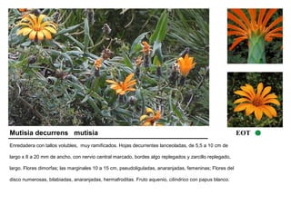 Mutisia decurrens mutisia EOT 
Enredadera con tallos volubles, muy ramificados. Hojas decurrentes lanceoladas, de 5,5 a 10 cm de 
largo x 8 a 20 mm de ancho, con nervio central marcado, bordes algo replegados y zarcillo replegado, 
largo. Flores dimorfas; las marginales 10 a 15 cm, pseudoliguladas, anaranjadas, femeninas; Flores del 
disco numerosas, bilabiadas, anaranjadas, hermafroditas. Fruto aquenio, cilíndrico con papus blanco. 
 