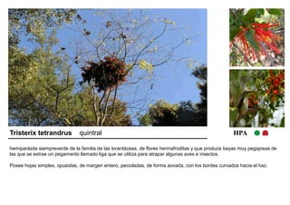 Tristerix tetrandrus quintral HPA 
hemiparásita siempreverde de la familia de las lorantáceas, de flores hermafroditas y que produce bayas muy pegajosas de 
las que se extrae un pegamento llamado liga que se utiliza para atrapar algunas aves e insectos. 
Posee hojas simples, opuestas, de margen entero, pecioladas, de forma aovada, con los bordes curvados hacia el haz. 
 