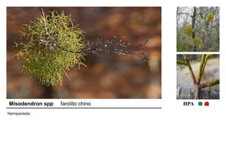 Misodendron spp farolito chino HPA 
Hemiparásita 
 
