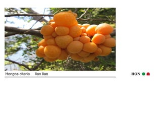 Hongos citaria llao llao HON 
 