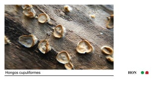 Hongos cupuliformes HON 
 
