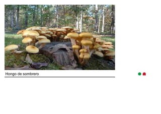 Hongo de sombrero 
 