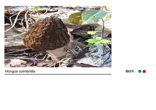 Hongos colmenilla HON 
 
