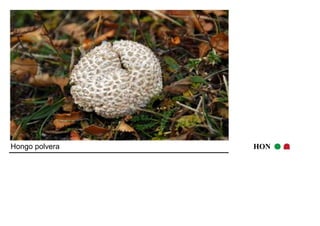 Hongo polvera HON 
 